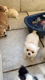 Chihuahua maschio pelo lungo