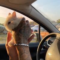 Coniglio nano toy testa di leone