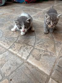 4 Gattini dolcissimi