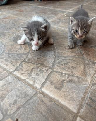 4 Gattini dolcissimi