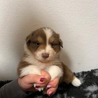 Cuccioli pastore australiano