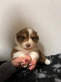 Cuccioli pastore australiano
