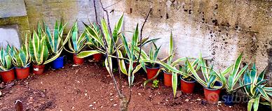 Agave Variegata