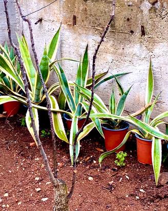 Agave Variegata