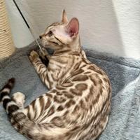 Gatto Bengala femmina