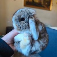 Coniglietto nano ariete/mini lop