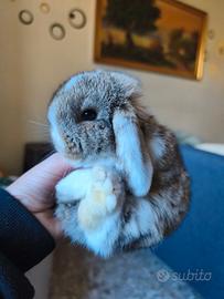 Coniglietto nano ariete/mini lop