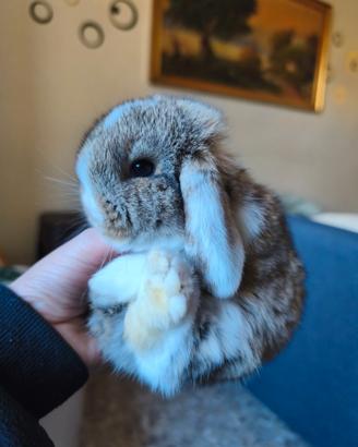 Coniglietto nano ariete/mini lop
