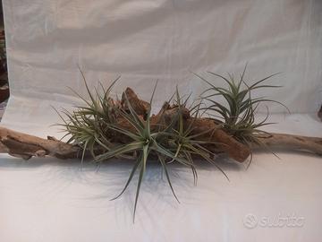 pianta dell'aria - Tillandsia 