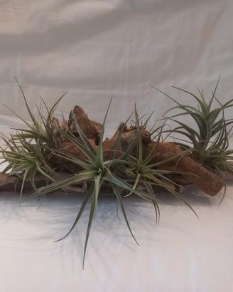 pianta dell'aria - Tillandsia 