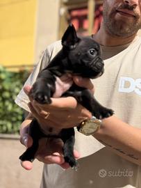 Bulldog francese