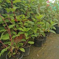 Piante ortensia paniculata