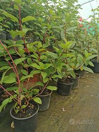 Piante ortensia paniculata