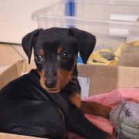 Cucciolo di zwergpinscher con pedigree Enci