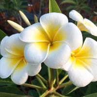 Plumeria acutifolia "tonda palermitana" frangipani