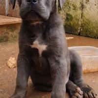 Cucciolo di cane corso