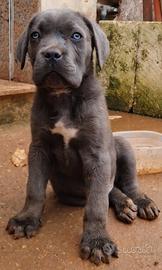 Cucciolo di cane corso