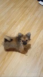 Spitz di Pomerania nano