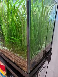 Valisneria,  pianta acquario dolce