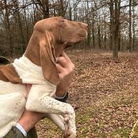 Cuccioli di Bracco Italiano 3 mesi disponibili