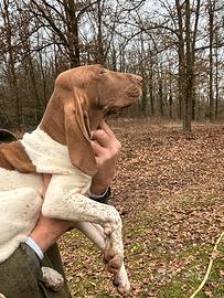 Cuccioli di Bracco Italiano 3 mesi disponibili