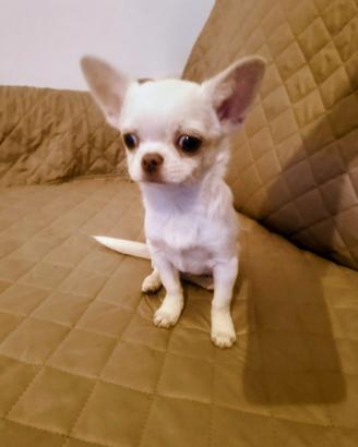 Chihuahua femmine pelo corto