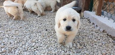 Cuccioli Golden retriever inglesi