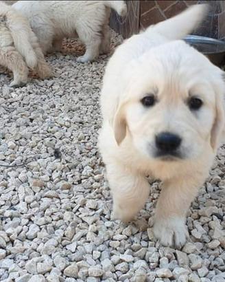 Cuccioli Golden retriever inglesi
