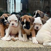 Boxer