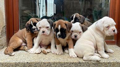 Boxer