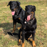 Vendita Beauceron