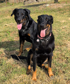 Vendita Beauceron