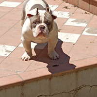 American bully exotic