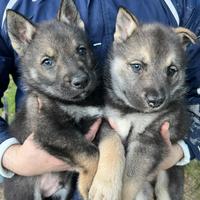 Cuccioli cane lupo cecoslovacco e Husky