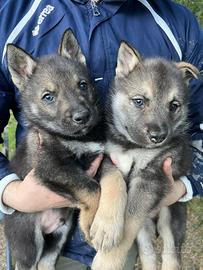 Cuccioli cane lupo cecoslovacco e Husky