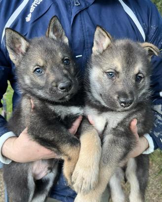 Cuccioli cane lupo cecoslovacco e Husky