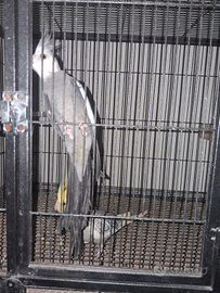 Pappagalli calopsite