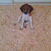 Cucciolo di breton epagneul