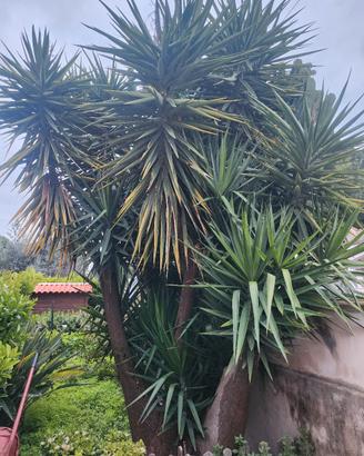 Yucca
