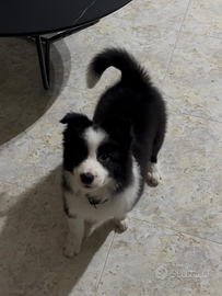 Border collie maschio