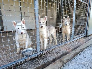Cuccioli siberian husky con pedigree ENCI
