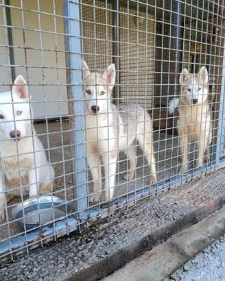 Cuccioli siberian husky con pedigree ENCI