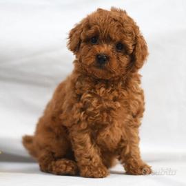 Cuccioli barboncini toy