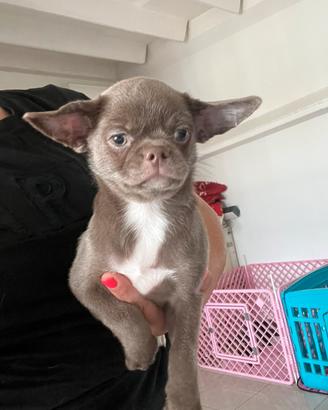 Chihuahua