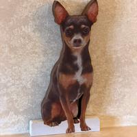 Chihuahua color scuro