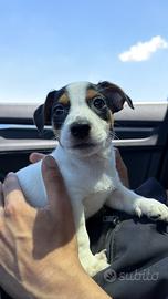 Jack russel