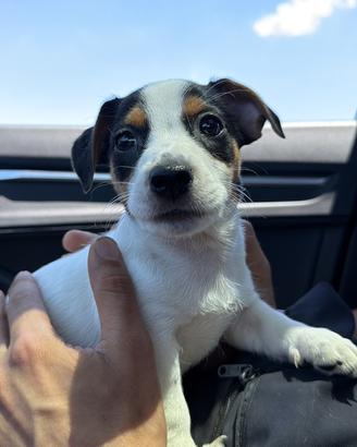 Jack russel