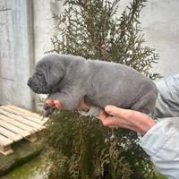 Cuccioli di cane corso