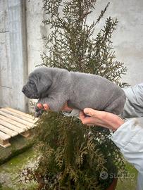 Cuccioli di cane corso