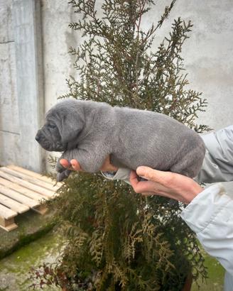 Cuccioli di cane corso